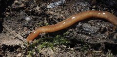 Argonemertes australiensis