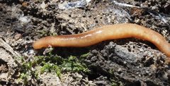Argonemertes australiensis