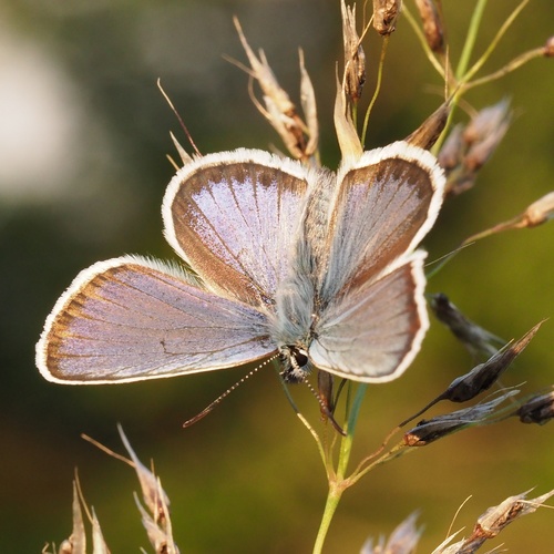 Silver-studded Blue