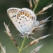 Plebejus - Photo (c) Jakob Fahr, some rights reserved (CC BY-NC)