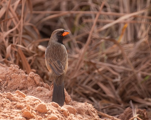 Black-throated Saltator