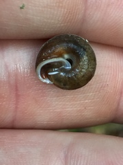 Euchemotrema fraternum