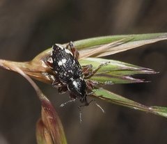Aoplocnemis rufipes