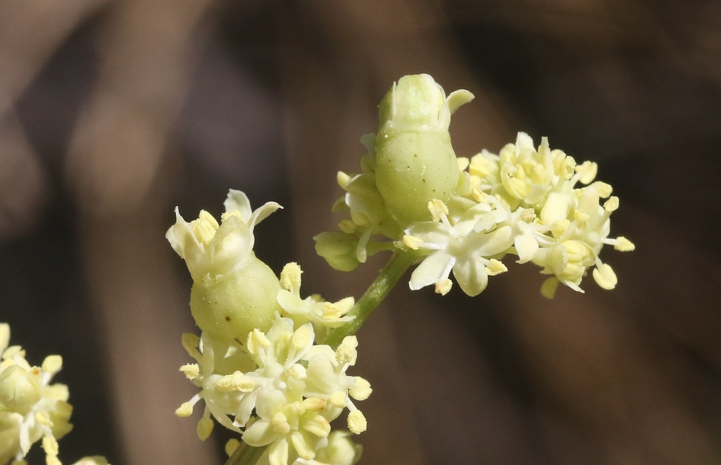 Elderberry Gall Midge