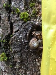 Euchemotrema fraternum
