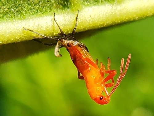 Large Milkweed Bug photographed in Tennessee