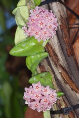 Hoya carnosa
