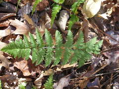Dryopteris × uliginosa