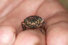 Chalcophora mariana massiliensis