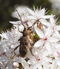 Pempsamacra dispersa