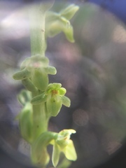 Platanthera cooperi