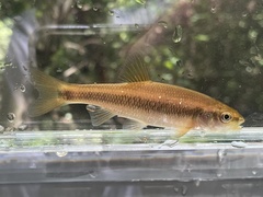 Sandhills Chub photo 3