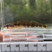 Piedmont Darter - Photo (c) Joshua Rains, some rights reserved (CC BY-NC), uploaded by Joshua Rains