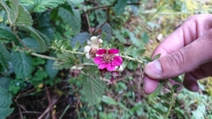 Rubus nubigenus