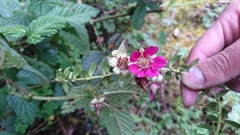 Rubus nubigenus