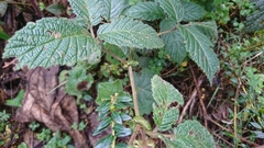Rubus nubigenus