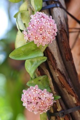 Hoya carnosa
