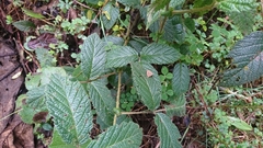 Rubus nubigenus