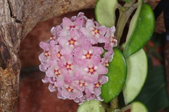 Hoya carnosa