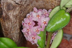 Hoya carnosa
