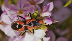 Melanerythrus mactans