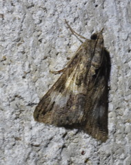 Melipotis jucunda