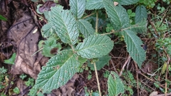 Rubus nubigenus