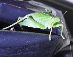 Paracyrtophyllus robustus