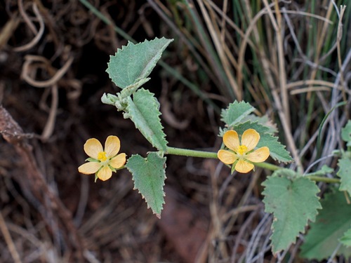 Image of Abutilon parvulum by (c) Andrew Tree, some rights reserved (CC BY)
