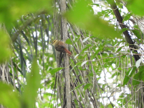 Sharp-billed Treehunter