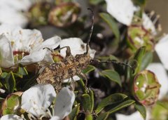 Pempsamacra dispersa