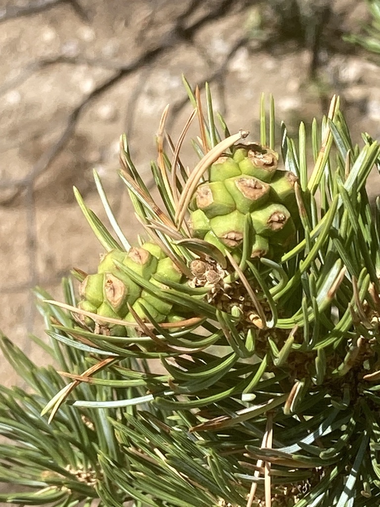 Colorado Pinyon from Juan Tabo Canyon, Sandoval County, NM, USA on May ...