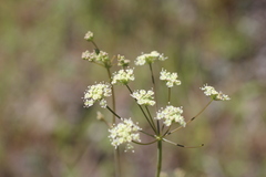 Perideridia californica