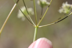 Perideridia californica