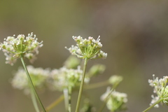 Perideridia californica