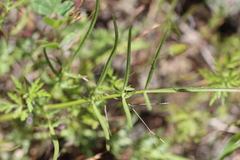 Perideridia californica