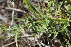 Perideridia californica