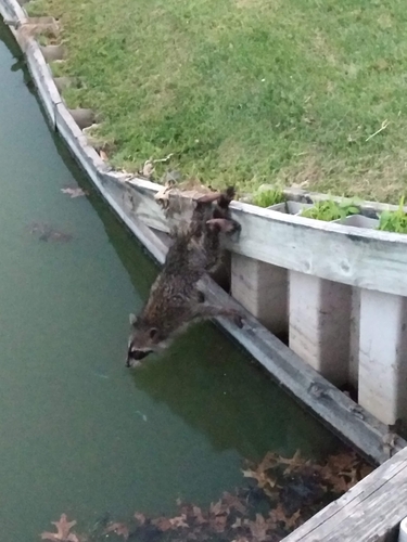 Common Raccoon photographed in Iowa