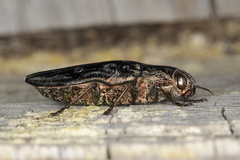 Chalcophora mariana massiliensis