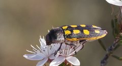 Castiarina xanthopilosa