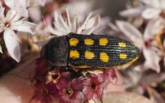 Castiarina xanthopilosa