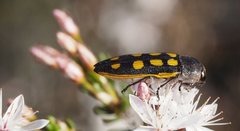 Castiarina xanthopilosa