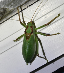 Paracyrtophyllus robustus