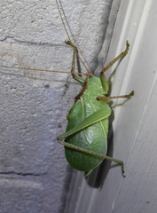 Paracyrtophyllus robustus