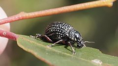 Catasarcus transversalis