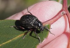 Catasarcus transversalis