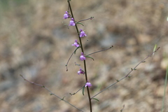 Sairocarpus vexillocalyculatus