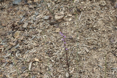 Sairocarpus vexillocalyculatus