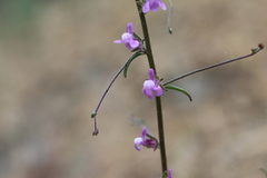 Sairocarpus vexillocalyculatus