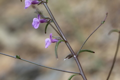 Sairocarpus vexillocalyculatus